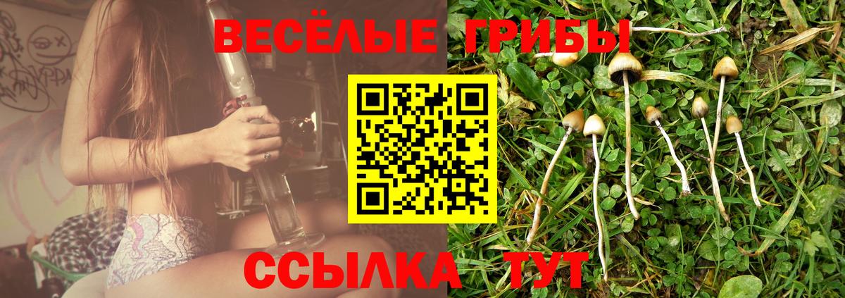 Галлюциногенные грибы Psilocybine cubensis Избербаш